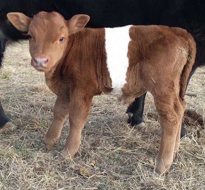 mini cattle for sale near me