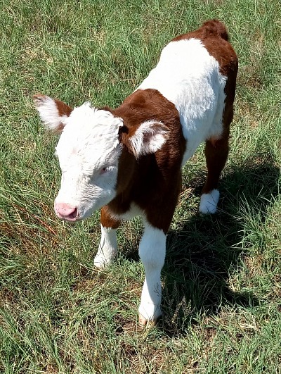 mini cow miniature cattle for sale Texas Weatherford Mineral Wells Stephenville Decatur Bowie Graford Palo Pinto Parker County Fort Worth Dallas Millsap Brock Cool Springtown