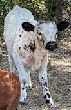 mini cow miniature cattle for sale Texas Weatherford Mineral Wells Stephenville Decatur Bowie Graford Palo Pinto Parker County Fort Worth Dallas Millsap Brock Cool Springtown