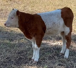 mini cow miniature cattle for sale Texas Weatherford Mineral Wells Stephenville Decatur Bowie Graford Palo Pinto Parker County Fort Worth Dallas Millsap Brock Cool Springtown