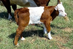 mini cow miniature cattle for sale Texas Weatherford Mineral Wells Stephenville Decatur Bowie Graham Graford Palo Pinto Parker County Fort Worth Dallas Millsap Brock Cool Springtown