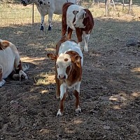 mini cow miniature cattle for sale Texas Weatherford Mineral Wells Stephenville Decatur Bowie Graford Palo Pinto Parker County Fort Worth Dallas Millsap Brock Cool Springtown