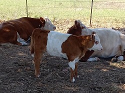 mini cow cows miniature cattle for sale Texas Weatherford Mineral Wells Stephenville Decatur Bowie Graford Palo Pinto Parker County Fort Worth Dallas Millsap Brock Cool Springtown Poolville