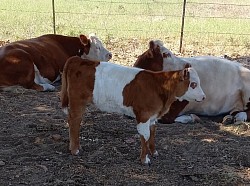 mini cow cows miniature cattle for sale near me Fort Worth Texas Weatherford Mineral Wells Stephenville Decatur Bowie Graford Palo Pinto Parker County Dallas Millsap Brock Cool Springtown Poolville