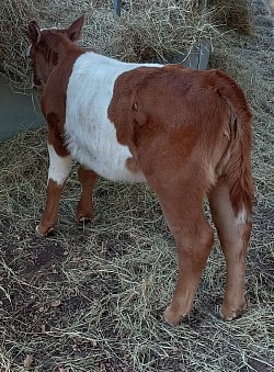 mini cow cows miniature cattle for sale near me Fort Worth Texas Weatherford Mineral Wells Stephenville Decatur Bowie Graford Palo Pinto Parker County Dallas Millsap Brock Cool Springtown Poolville