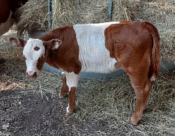 mini cow cows miniature cattle for sale near me Fort Worth Texas Weatherford Mineral Wells Stephenville Decatur Bowie Graford Palo Pinto Parker County Dallas Millsap Brock Cool Springtown Poolville