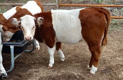 mini cow cows miniature cattle for sale Texas Weatherford Mineral Wells Stephenville Decatur Bowie Graford Palo Pinto Parker County Fort Worth Dallas Millsap Brock Cool Springtown Poolville