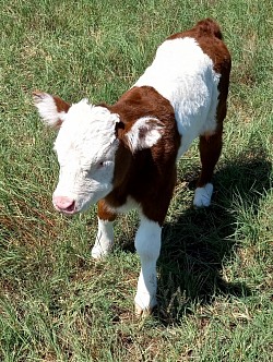 mini cow cows miniature cattle for sale Texas Weatherford Mineral Wells Stephenville Decatur Bowie Graford Palo Pinto Parker County Fort Worth Dallas Millsap Brock Cool Springtown Poolville